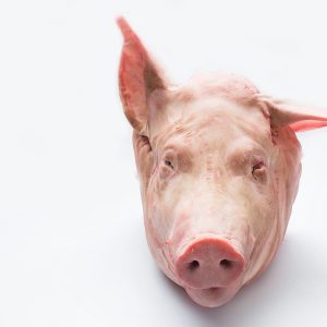 Pork Head