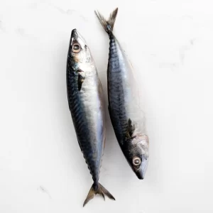 Mackerel